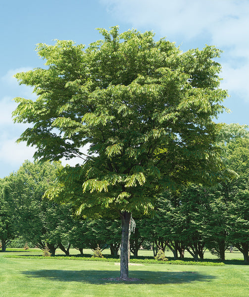 Village Green™ Zelkova | Bower & Branch