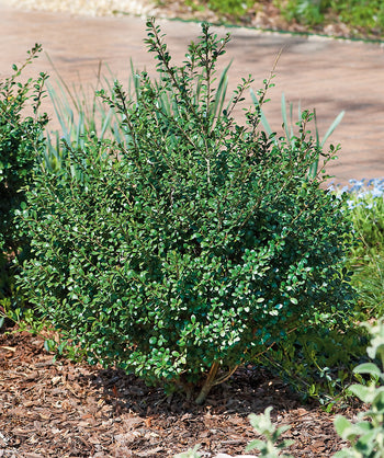 Compact Japanese Holly planted in a landscape, small round dark green foliage