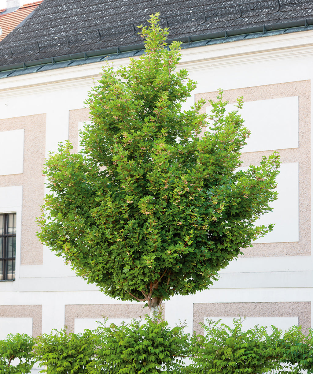 Hedge Maple planted in a landscape, pyramidal growing habitat covered in pointed lobed green leaves