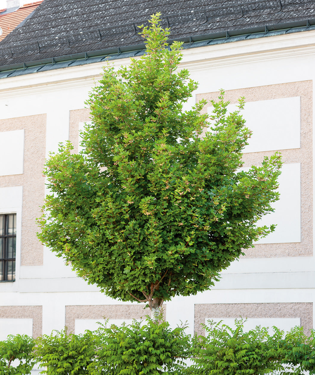 Hedge Maple planted in a landscape, pyramidal growing habitat covered in pointed lobed green leaves