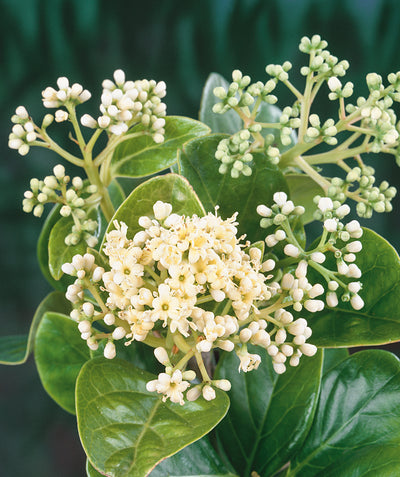 Close up of Sweet Viburnum flowers, clusters of small off white flowers emerging from glossy dark green foliage