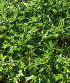 Close up of Eagleston Holly foliage, glossy green evergreen leaves
