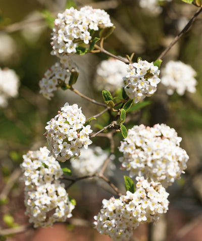Close up of Koreanspice Viburnum flowers, small rounded clusters of small white flowers with yellow centers on a brown branch
