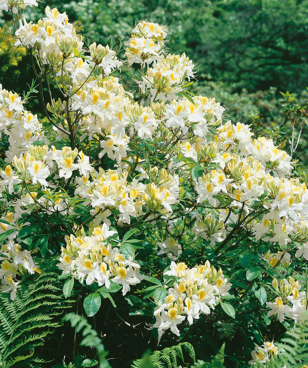 Close up of Hi-Lights Deciduous Azalea, medium sized flowers that emerge white in color before turning to a pale or bright yellow in color