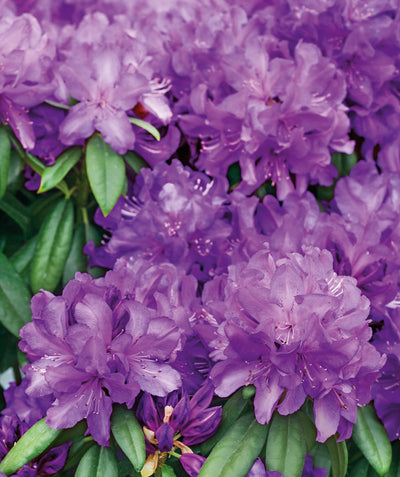 Close up of Purple Passion Rhododendron flowers, various medium sized purple flowers emerging from green oblong oval shaped foliage