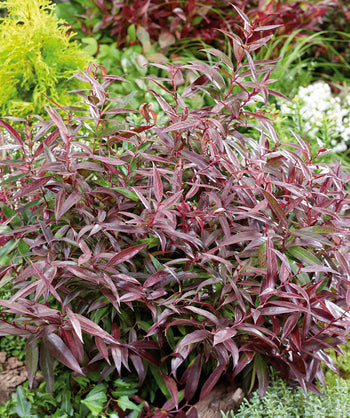 Burning Love Leucothoe planted in a landscape, round growing shrub with long narrow green to purple colored leaves