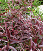 Close up of Burning Love Leucothoe, round growing shrub with long narrow green to purple colored leaves