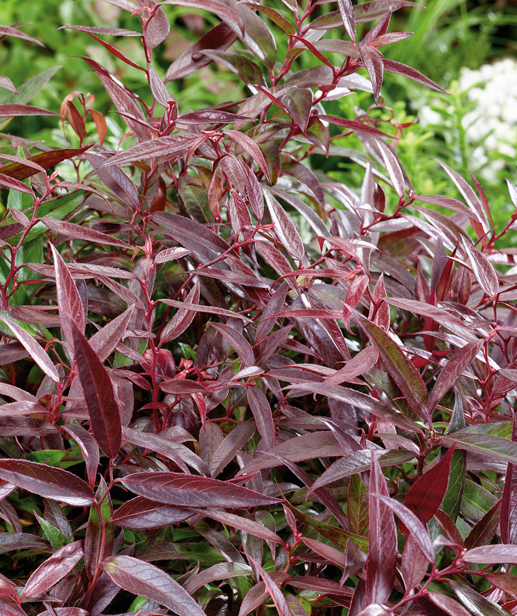 Close up of Burning Love Leucothoe, round growing shrub with long narrow green to purple colored leaves