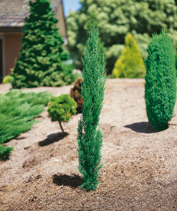 Blue Italian Cypress planted in a landscape, upright growing evergreen that has short green-blue foliage