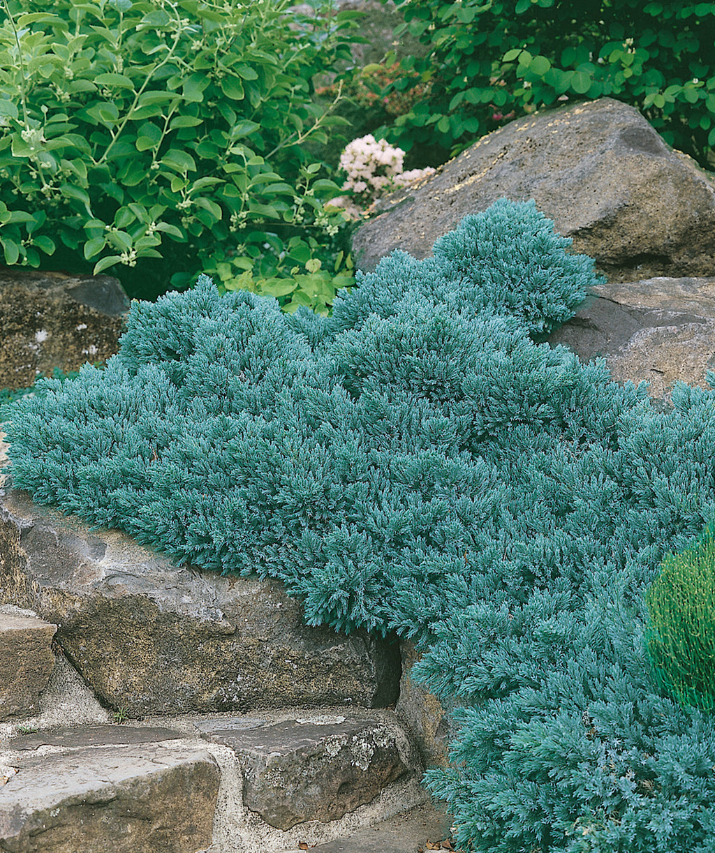 Blue Star Juniper planted in a landscape, roundish growing shrub with short needles that are blue-green in color