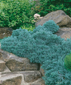 Blue Star Juniper planted in a landscape, roundish growing shrub with short needles that are blue-green in color