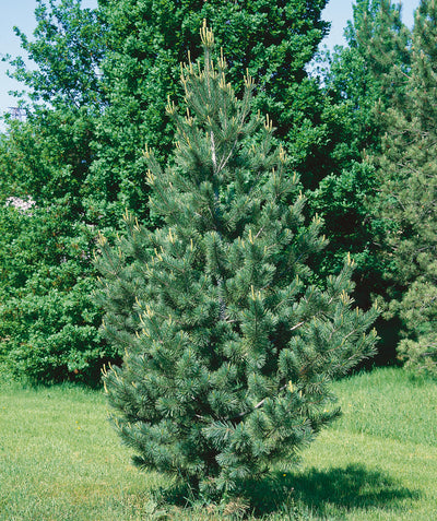 Vanderwolf's Pyramid Limber Pine planted in a landscape, pyramidal growing evergreen with slightly upright branching covered in soft medium length dark green needle like foliage