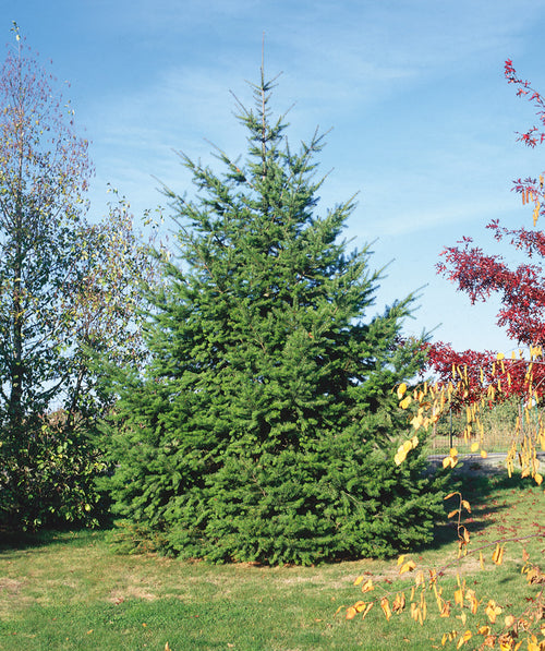 Douglas Fir planted in a landscape, pyramidal growing evergreen with mostly outright branching covered in short green needle like foliage