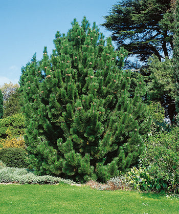 Bosnian Pine planted in a landscape, evergreen tree with slightly upright branching covered in green needle like foliage