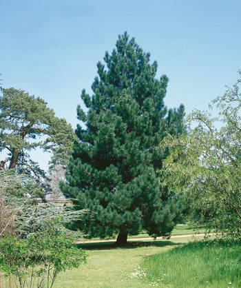 Austrian Pine planted in a landscape, pyramidal growing evergreen with mostly outright branching covered in long dark green needle like foliage