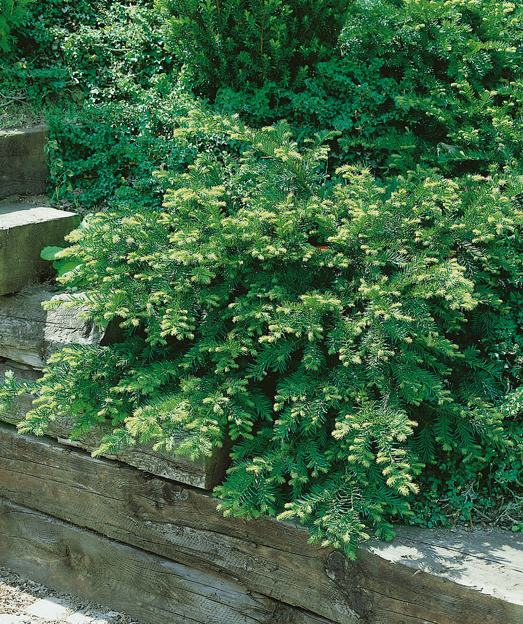English Yew planted in a landscape, low growing evergreen covered in short soft dark green needle like foliage