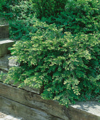 English Yew planted in a landscape, low growing evergreen covered in short soft dark green needle like foliage