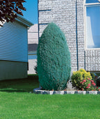 Wichita Blue Juniper planted in a landscape, mostly upright growing shrub with blue colored foliage