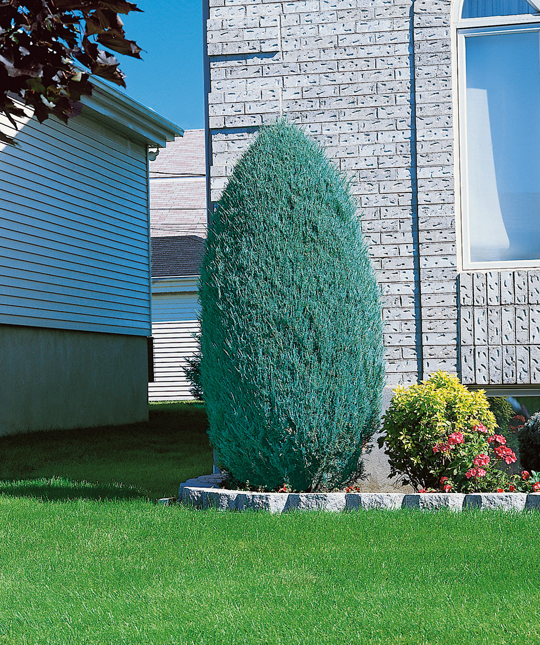 Wichita Blue Juniper planted in a landscape, mostly upright growing shrub with blue colored foliage
