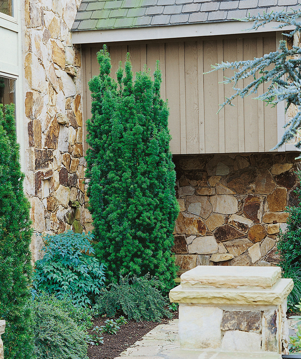 Hick's Upright Yew planted in a landscape, upright growing evergreen with short soft needle like foliage