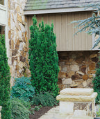 Hick's Upright Yew planted in a landscape, upright growing evergreen with short soft needle like foliage