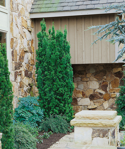 Hick's Upright Yew planted in a landscape, upright growing evergreen with short soft needle like foliage
