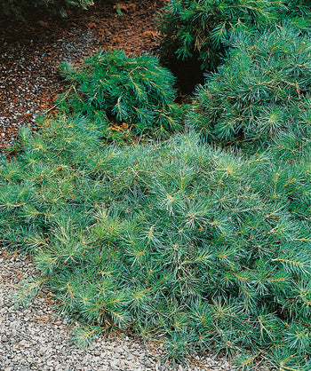 Hillside Creeper Scotch Pine planted in a landscape, outright creeping branches covered in soft long green needles