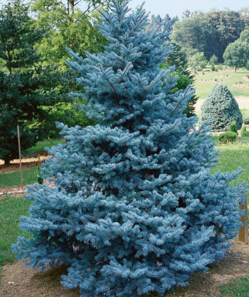Blue Spruce, Product tags