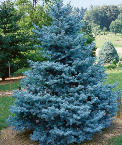 Bacheri Colorado Spruce planted in a landscape, pyramidal growing evergreen with mostly outright branching covered in short blue-green needle like foliage