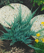 A small Blue Chip Juniper planted in a landscape, upright and outright branching covered in blue green evergreen foliage