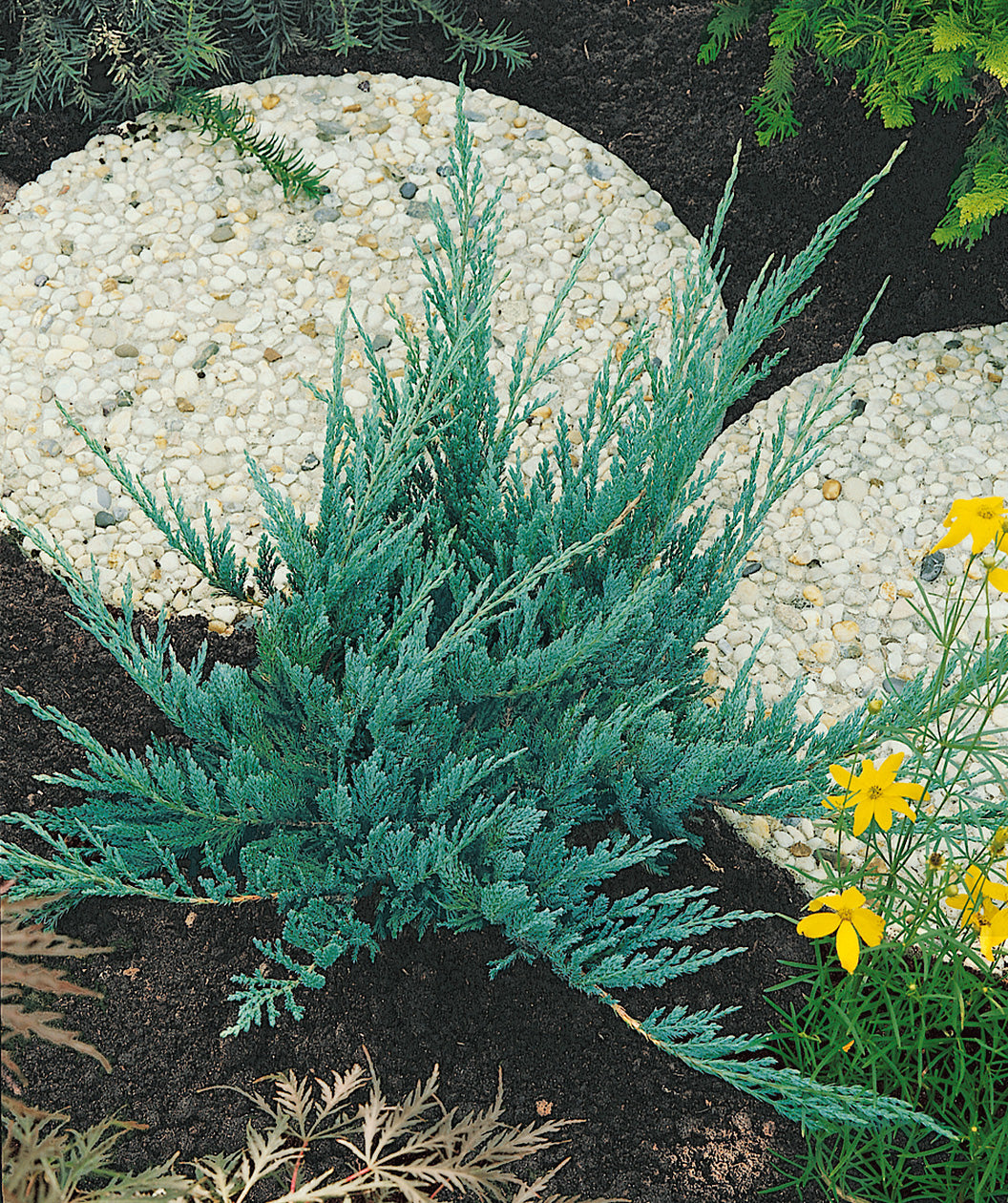 A small Blue Chip Juniper planted in a landscape, upright and outright branching covered in blue green evergreen foliage