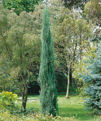 Skyrocket Juniper planted in a landscape, slender upright growing shrub with blue-green evergreen foliage