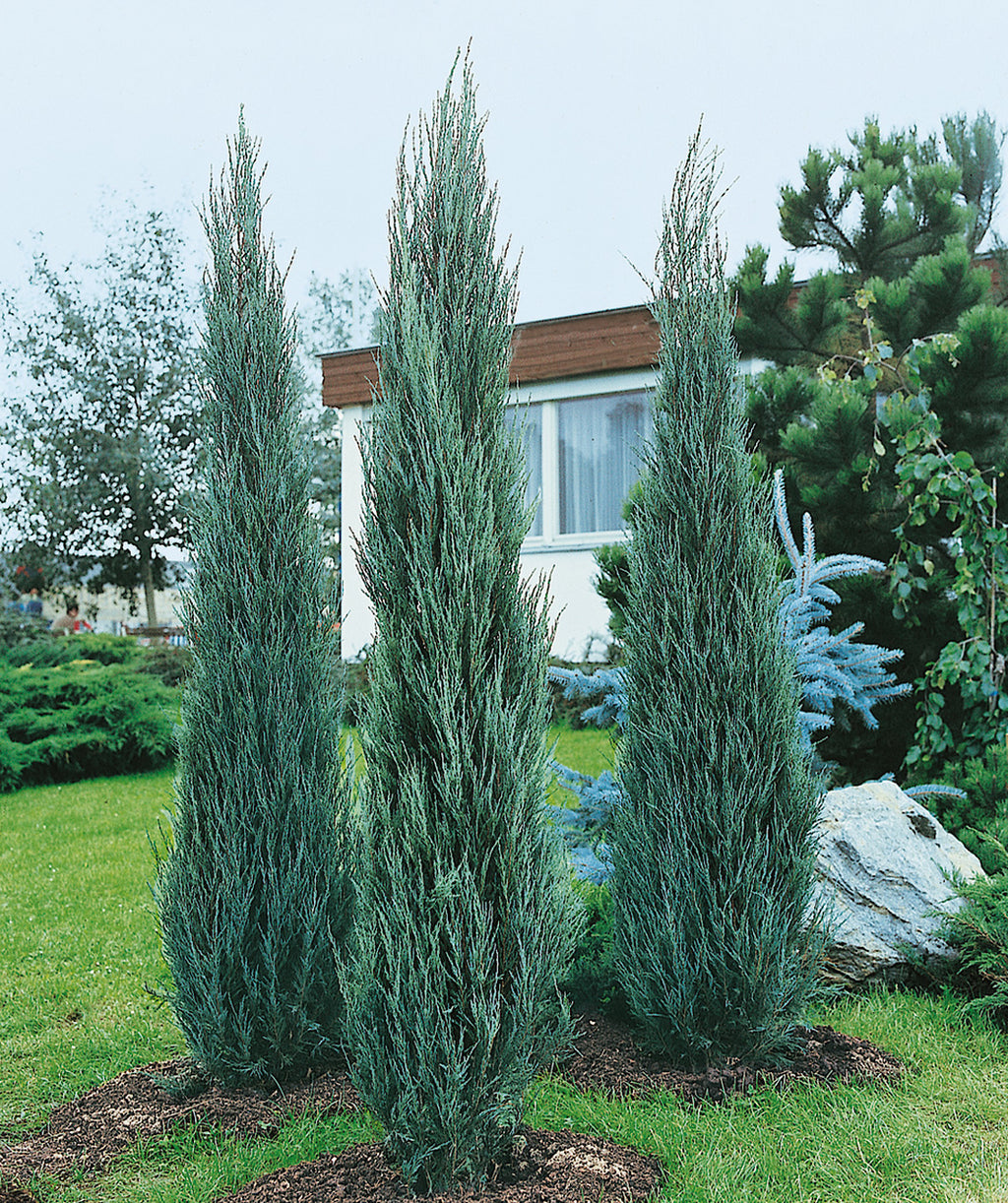 Three Skyrocket Junipers planted in a landscape, slender upright growing shrub with blue-green evergreen foliage