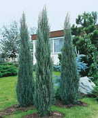 Three Skyrocket Junipers planted in a landscape, slender upright growing shrub with blue-green evergreen foliage