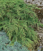 Close up of Siberian Cypress planted in a landscape, long branches of lush green evergreen foliage
