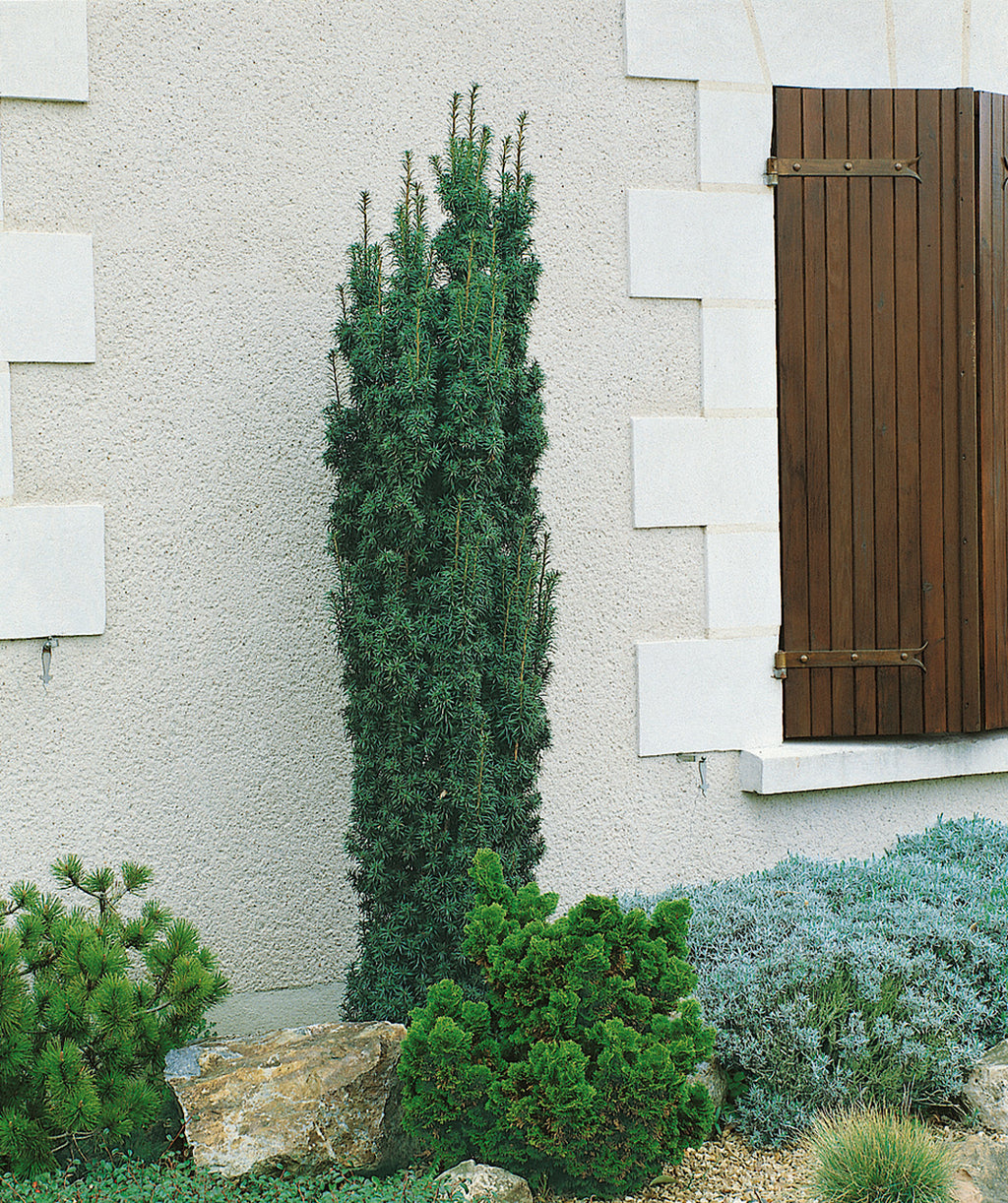 Irish Yew planted in a landscape, upright growing evergreen covered in soft short dark green needle like foliage