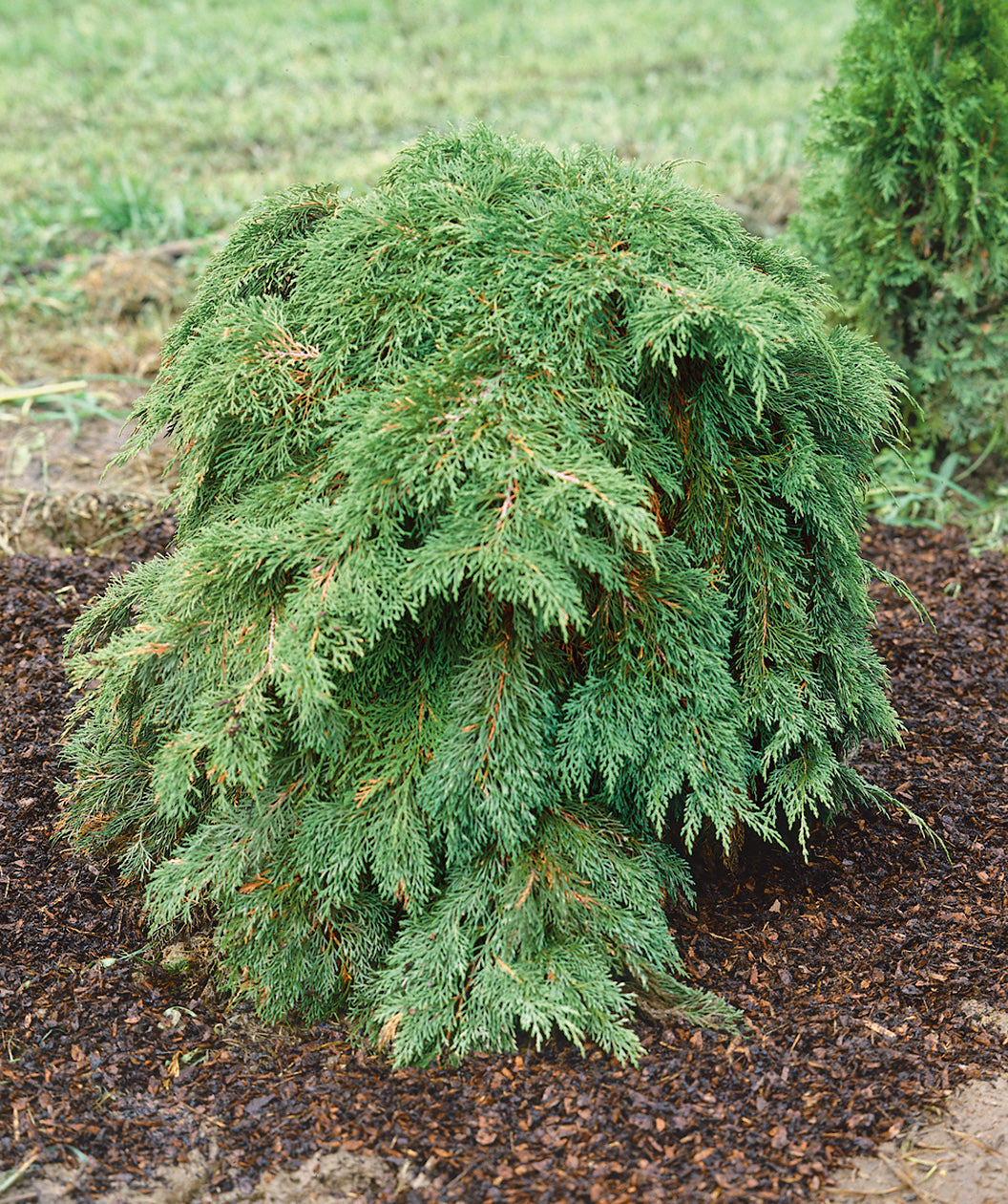 Siberian Cypress planted in a landscape, long branches of lush green evergreen foliage