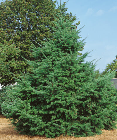 Douglas Fir planted in a landscape, pyramidal growing evergreen with mostly outright branching covered in short green needle like foliage