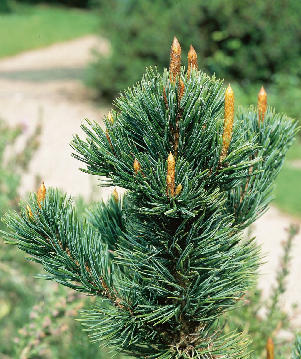 Close up of Bristlecone Pine Foliage, short green needle like evergreen foliage