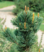 Close up of Bristlecone Pine Foliage, short green needle like evergreen foliage