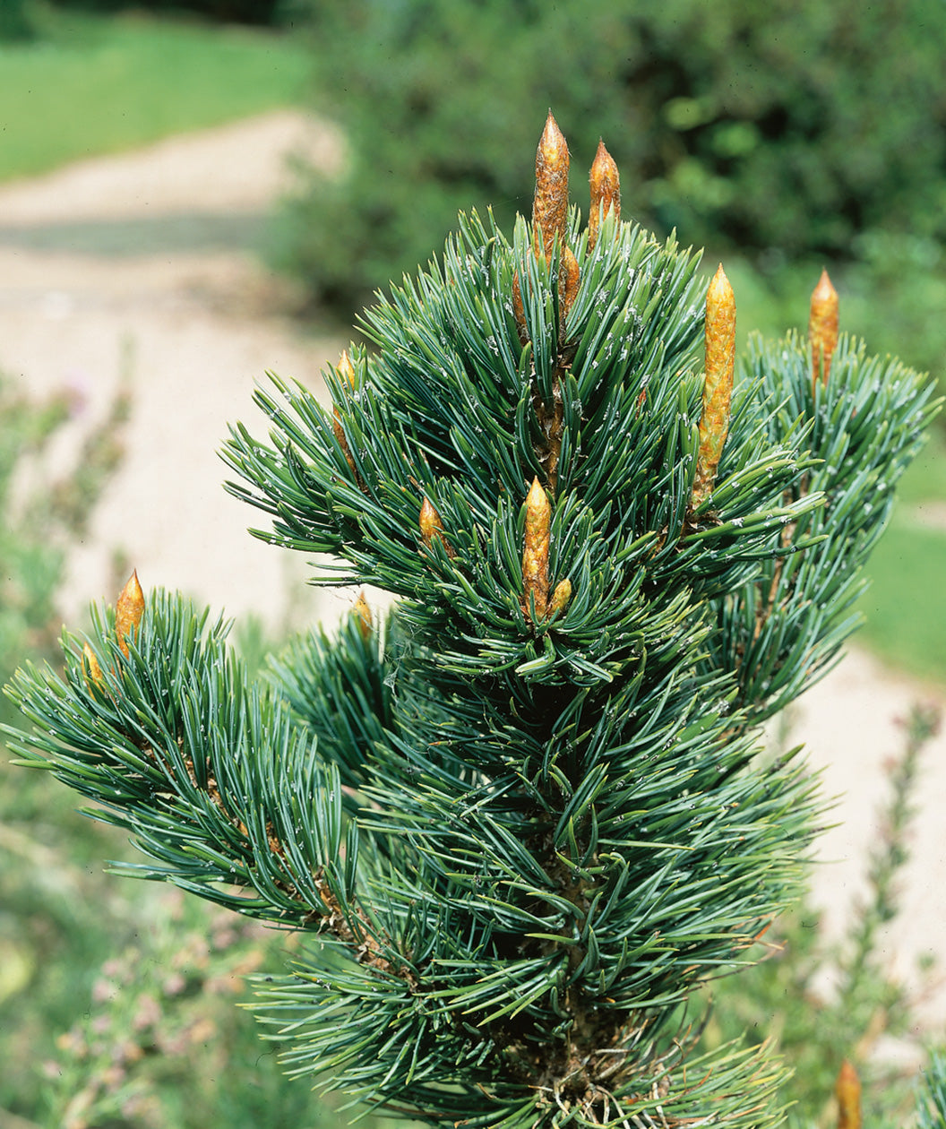 Close up of Bristlecone Pine Foliage, short green needle like evergreen foliage