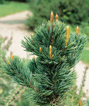 N0501415_80_360x.jpg?v=1676304227