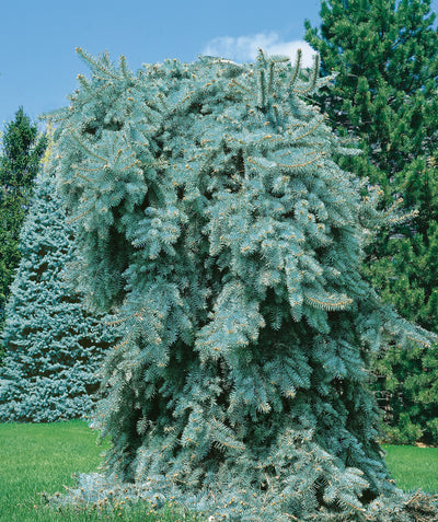 Weeping Colorado Blue Spruce planted in a landscape, flowing weeping branches covered in short blue-green needle like evergreen foliage