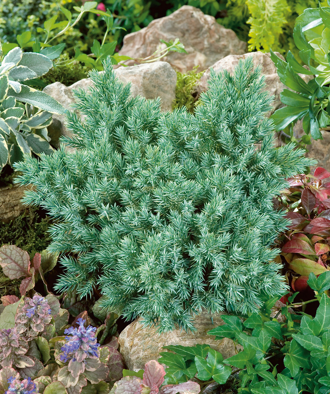 Blue Star Juniper planted in a landscape, roundish growing shrub with short needles that are blue-green in color