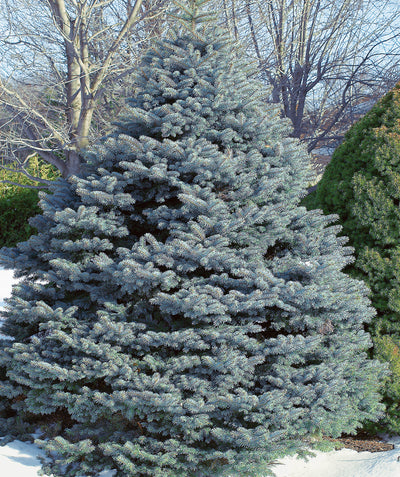 Fat Albert Blue Colorado Spruce planted in a landscape, pyramidal growing evergreen with mostly outright branching covered in short blue-green colored needle like foliage
