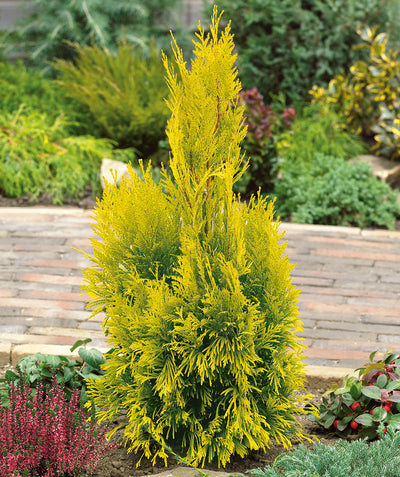 Forever Goldy Arborvitae planted in a landscape, soft bright evergreen foliage that is green closer to the trunk but a yellow gold color at the tips
