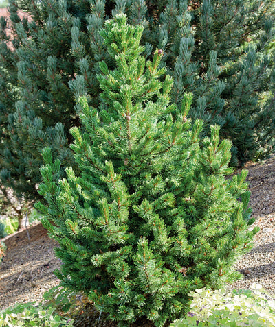 Bristlecone Pine planted in a landscape, upright and outright branching covered in short green needle like evergreen foliage