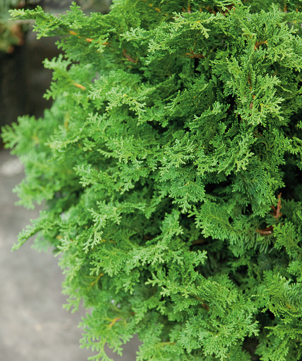 Close up of Tempelhof Cypress foliage, short fronds of soft small evergreen foliage