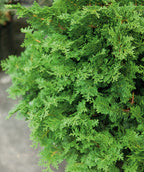 Close up of Tempelhof Cypress foliage, short fronds of soft small evergreen foliage