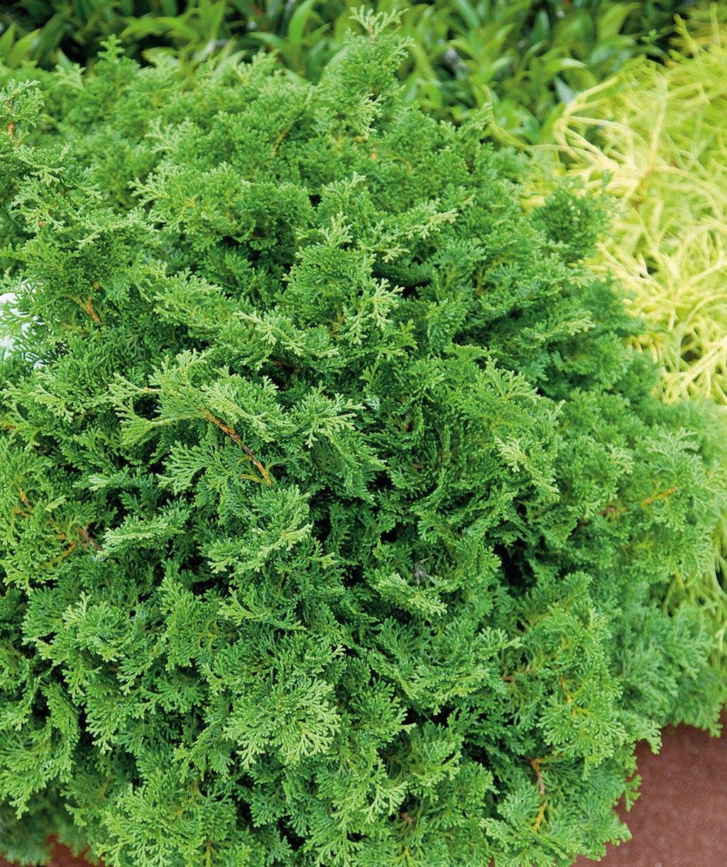 Tempelhof Cypress planted in a landscape, smaller round growing shrub with short fronds of soft small evergreen foliage